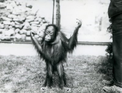 Young Orangutan at London Zoo by Frederick William Bond